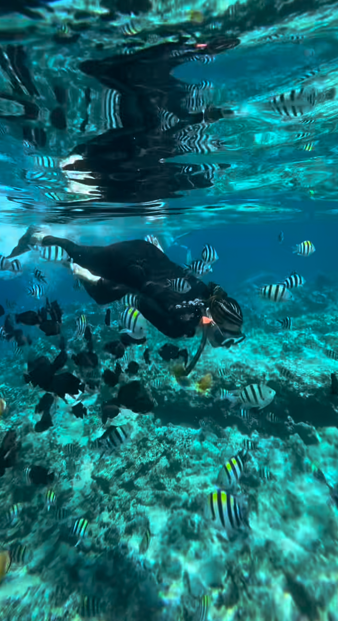 Mnemba Snorkeling Zanzibar